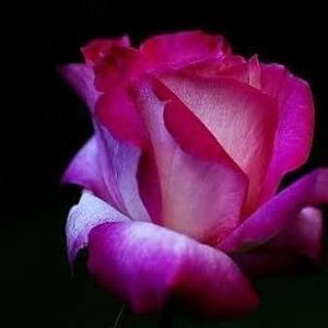 Meet your Posher, Manuela